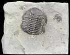 Large Eldredgeops Trilobite In Matrix - New York #44631-1